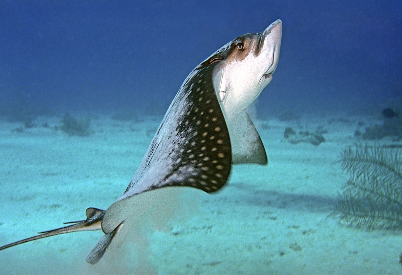 UWBN09-A Eagle Ray